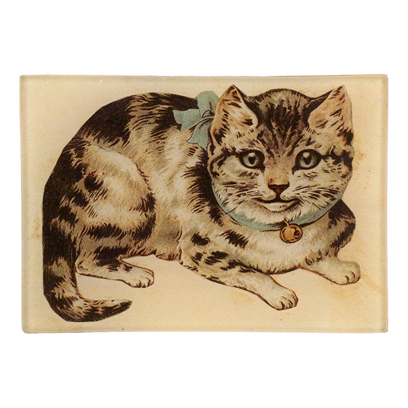 A kitten laying down with a blue ribbon collar with a bell on a three and a half inch by five inch glass tray.