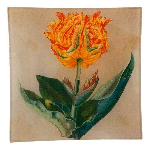 Tulip