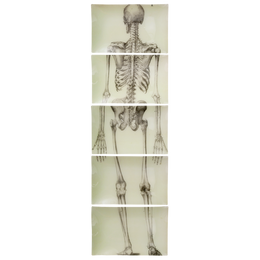 Skeleton, Back View (5 Pieces)