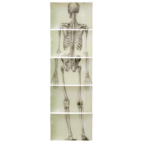 Skeleton, Back View (5 Pieces)