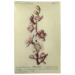 Almond (Floral)
