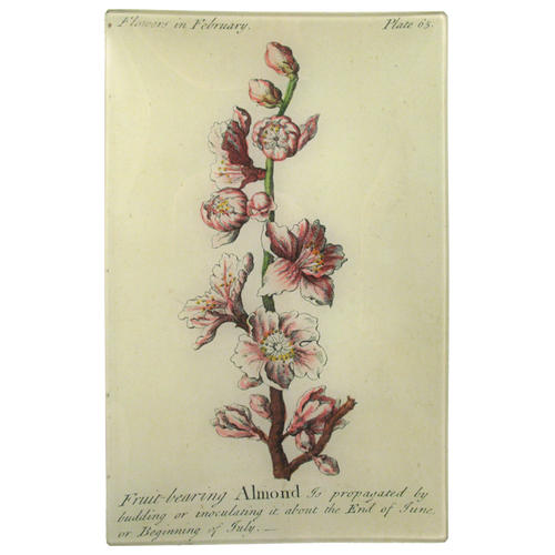 Almond (Floral)