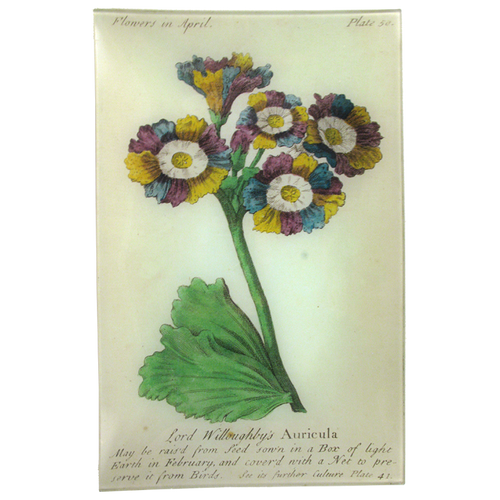 Auricula (Floral)