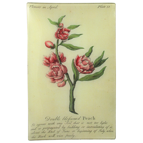 Blossom'd Peach (Floral)
