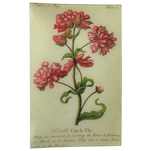 Double Catch-Fly (Floral)