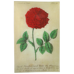 Dutch Rose (Floral)