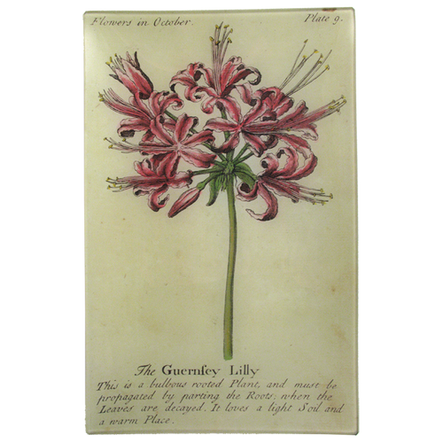 Guernsey Lily (Floral)