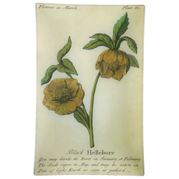 Black Hellebore (Floral)