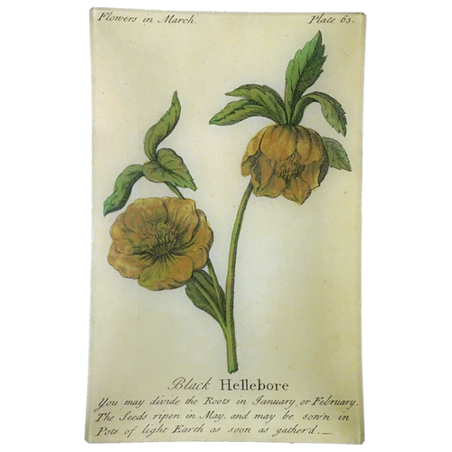 Black Hellebore (Floral)