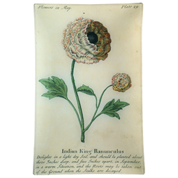 Indian King Ranunculus (Floral)