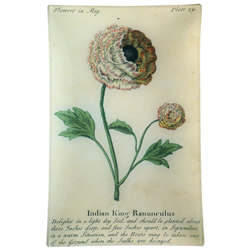 Indian King Ranunculus (Floral)