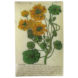 Nasturtium (Floral)