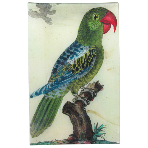 Parrot #7 - Green