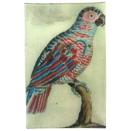 Parrot #9