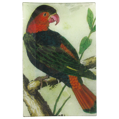 Parrot #11